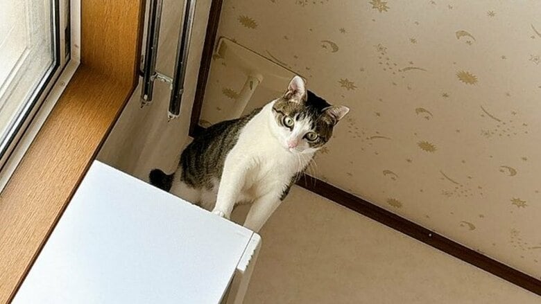 優秀な目覚ましは愛猫！？天井近くから飼い主を叩き起こす方法がダイナミック…その後の目覚め具合を聞いた｜FNNプライムオンライン