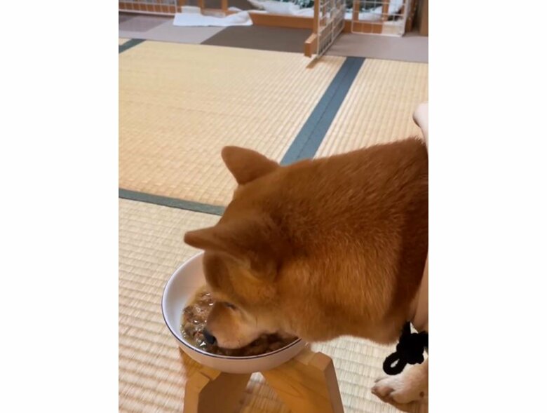 提供:豆柴 えだまめくんさん