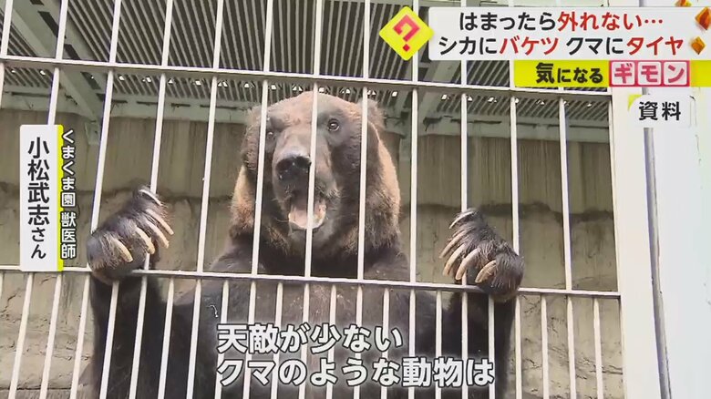 「好奇心を無邪気に発揮しやすい性格は持っている」