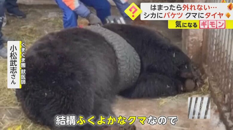 「おしりから出ようと思ったかもしれないが、引っかかった感じ」