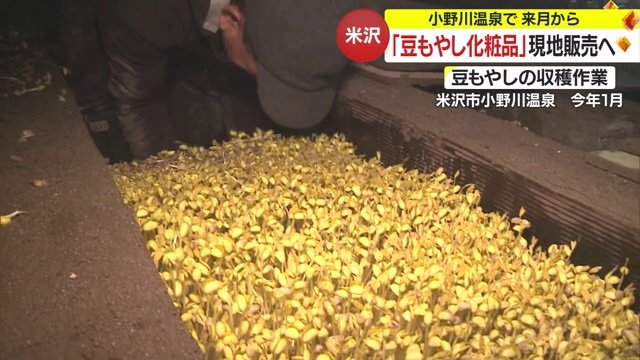 小野川温泉で「豆もやし」を育てる様子