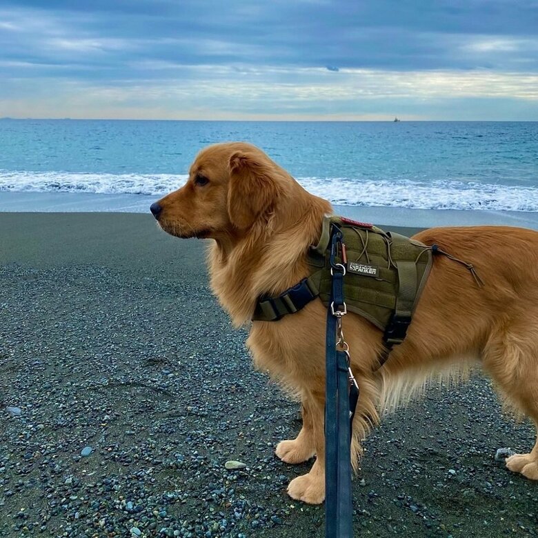 初めての海　たそがれている？