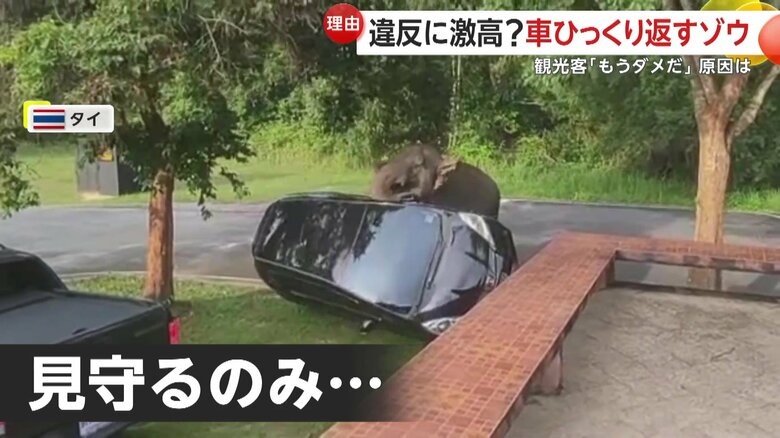 ゾウを無闇に止めることはできず、見守ることしか出来ない観光客たち