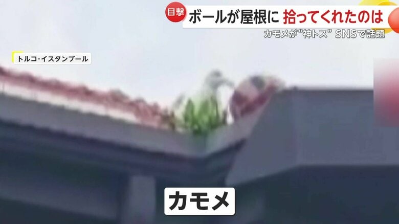 屋根の上のボールに近づくとボールをつつき始めたカモメ