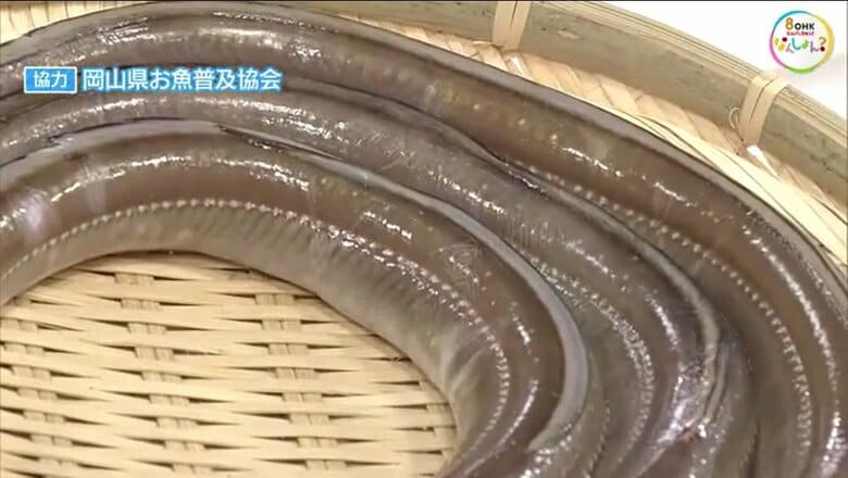 胴体には褐色の白い斑点