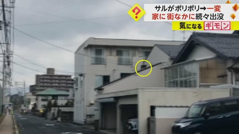 住宅の屋根の上に登るサル（ビデオPost Fnn投稿サイト）