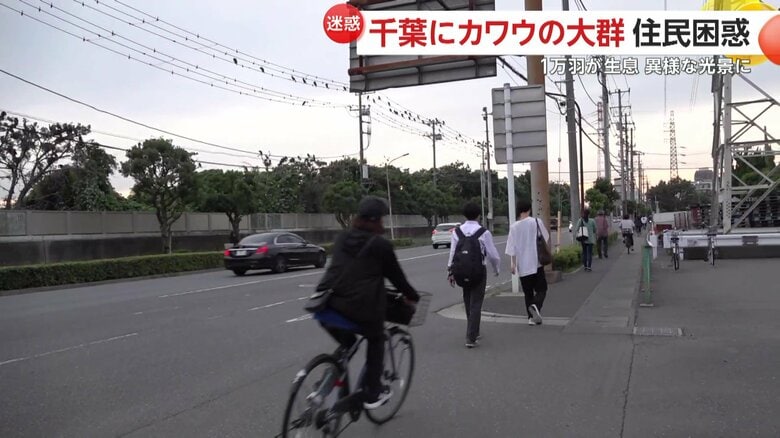 住民の多くは、カワウが止まる電線の下ではなく、反対側の通りを歩いていた