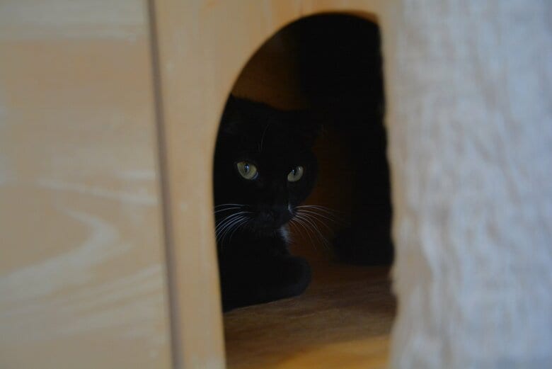 人前に姿を現さずに隠れている猫も…。「保護猫カフェねこかつ川越店」では、慣れた子もシャーシャー猫も在籍している。