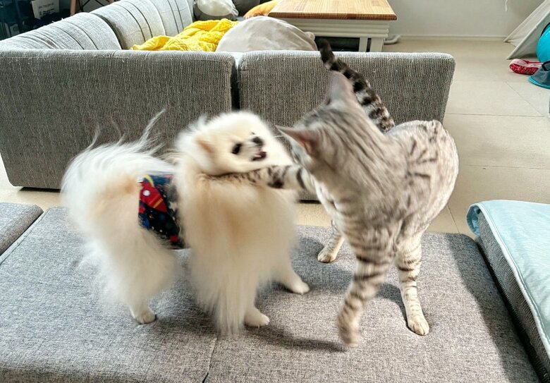 こめたくん（左）とうにちゃん（右）