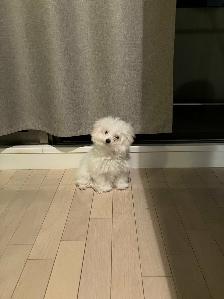 提供：白く、柔らかな犬さん