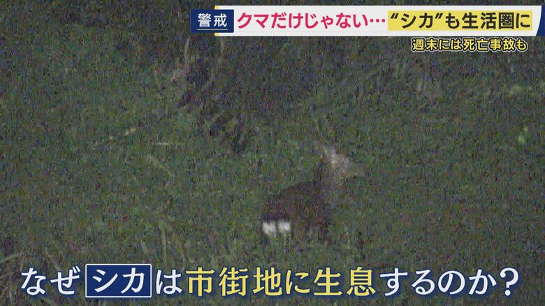 市街地にもシカ