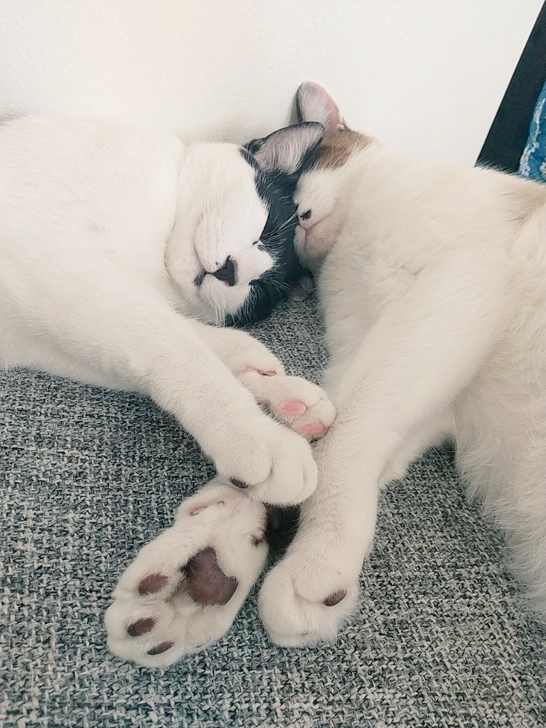 提供：かふぇらてさん