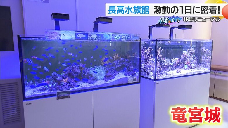 竜宮城をイメージしているという「宇和海・沖縄ルーム」