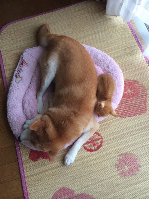 ちまきくんを保護してからの2匹（提供：エンとちぃさん）