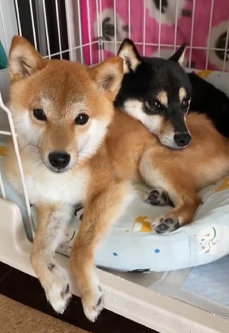 仲良しな2匹