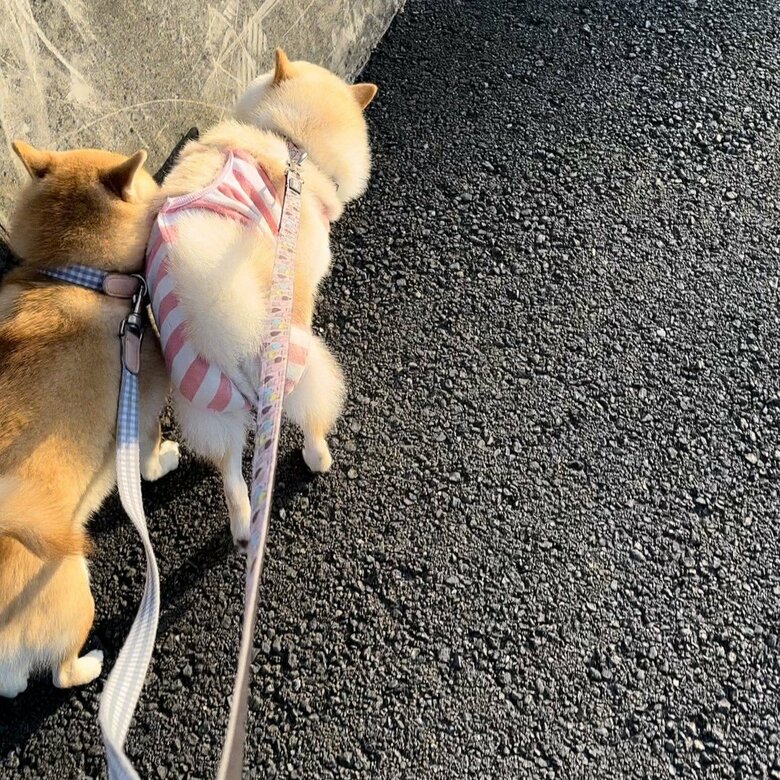この日もやっぱり、“あおり”からの“割り込み”！