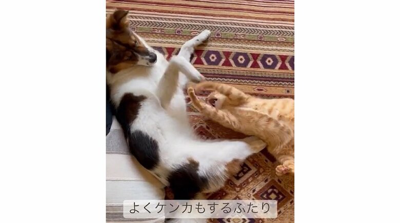 じゃれていたらヒートアップして…