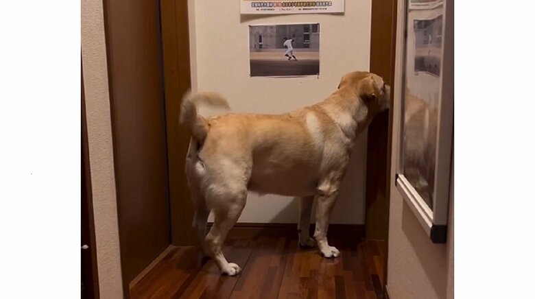 立ち上がり尻尾をブンブン