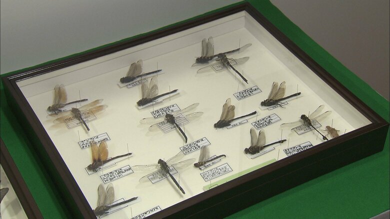 悠仁さまが作製されたトンボの剥製　2013年12月撮影