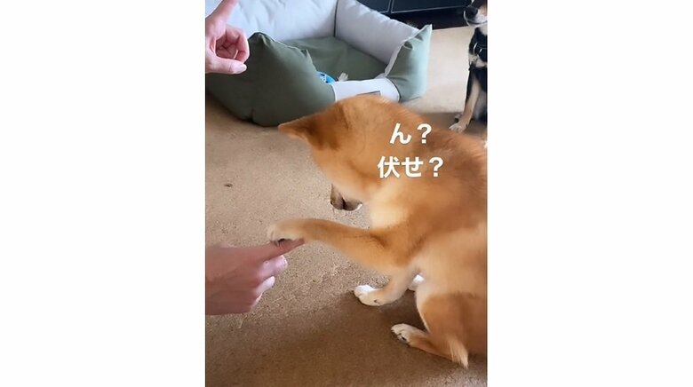 「お手」と「伏せ」で混乱中のおでんくん