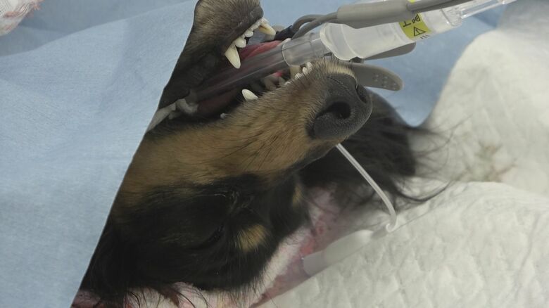 帝王切開で赤ちゃんを…