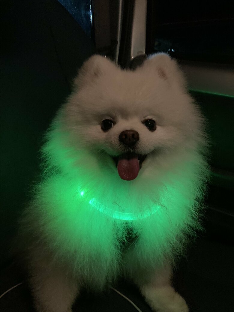 光るポメラニアン