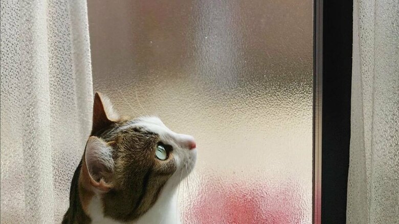 サッシに興味を持つモルガナくん（提供：Iha Aさん）