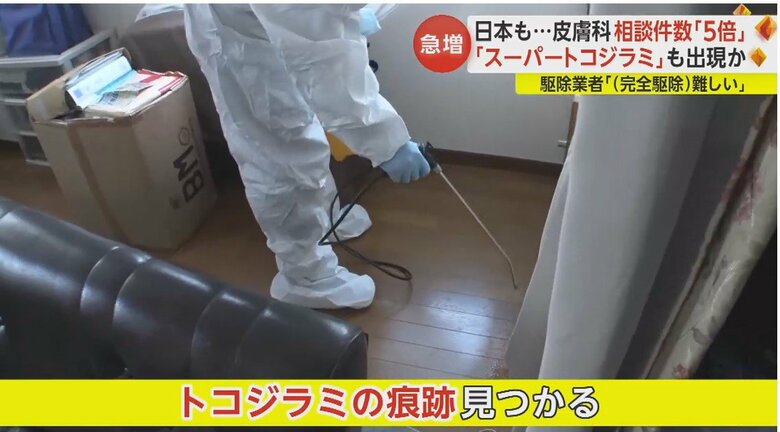 害虫駆除業者はソファや家具のわずかな隙間も逃さず強力な薬剤を散布