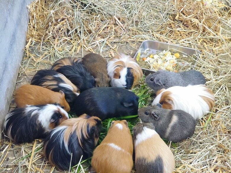 食事中にも円になって…（提供：おびひろ動物園）