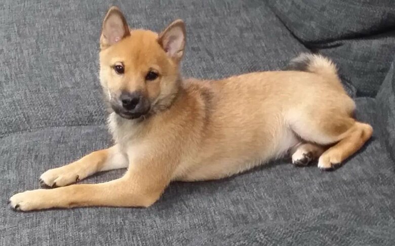 子犬時代のロックくん