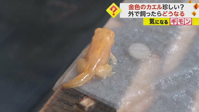 しっぽが残っている状態の金色のカエル