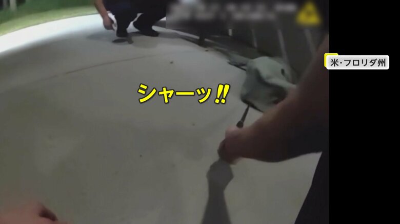 しっぽをつかまれ引きずり出されたワニ
