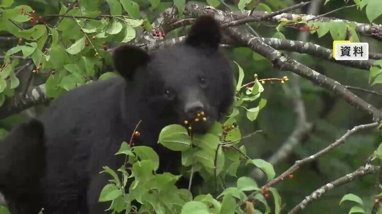 ブナの実の結実は2年ぶりに大凶作の予測