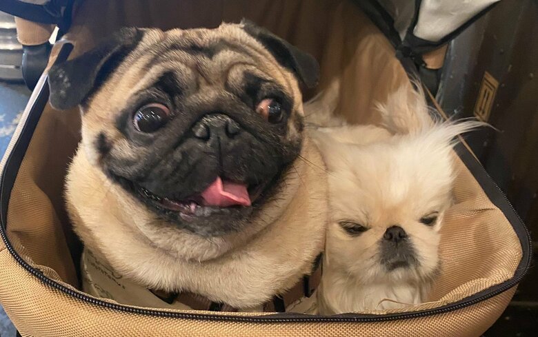 一緒に外出している時の様子