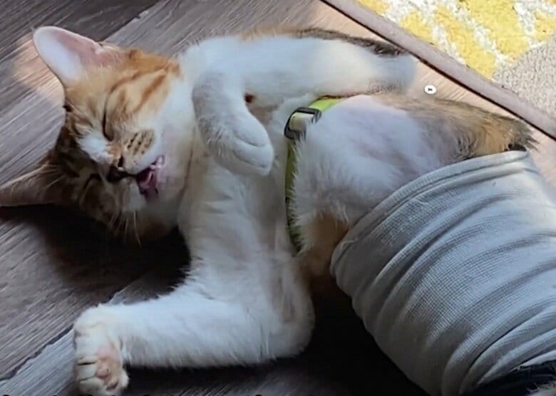 手術が終わり、退院した後の様子