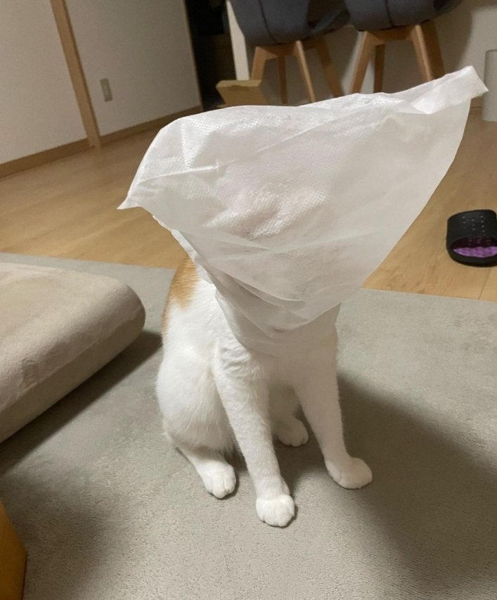 袋をかぶっちゃったうりくん