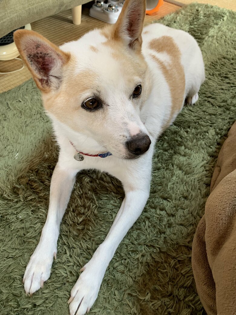 普段のレオくん