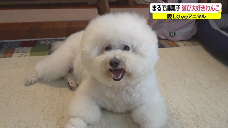 大福くん「遊んで～！」