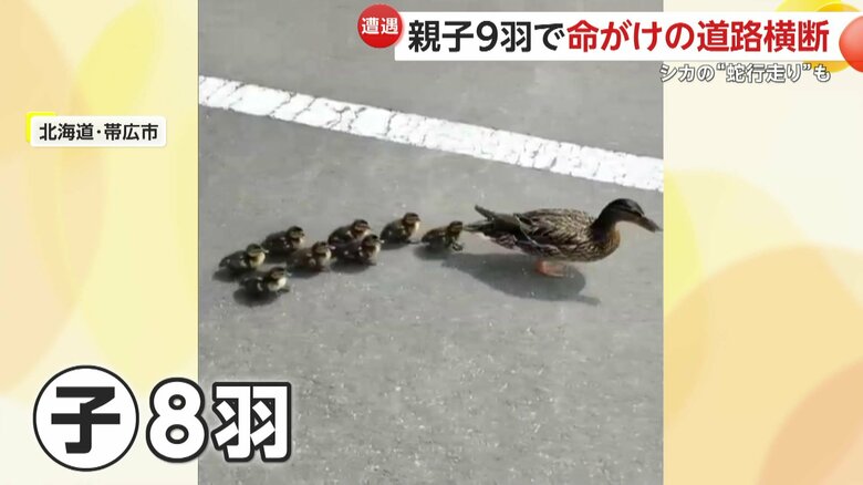 親ガモの後ろをテクテク歩いていく8羽の子ガモ（8日正午頃、北海道・帯広市）