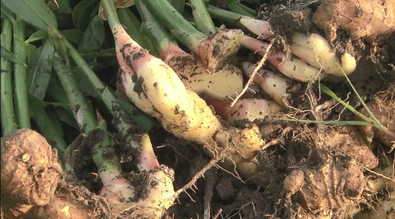 永戸さんの畑で収穫された「出西しょうが」