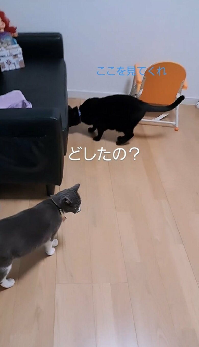 ふくくんはソファ下をのぞいている