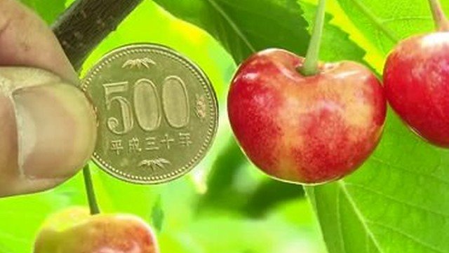 「やまがた紅王」生育状況（王将果樹園） 大きさ8割程度 色づき3～4割程度