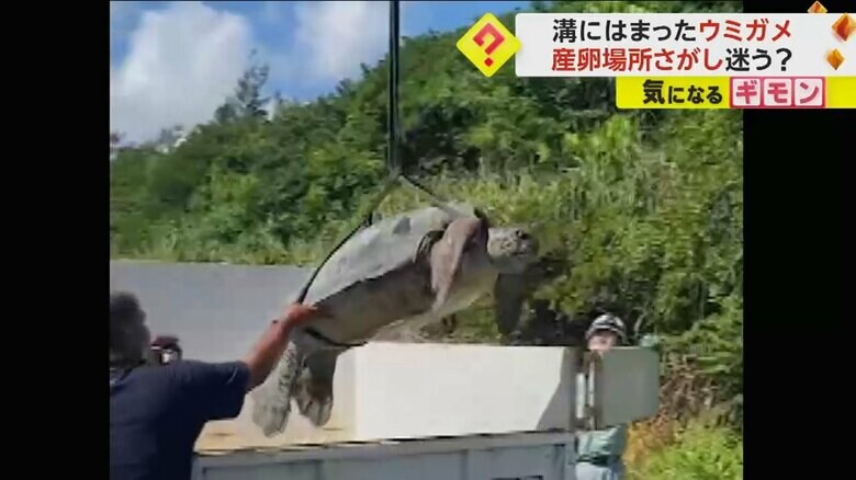 重機で吊り上げられて、脚をバタバタするウミガメ