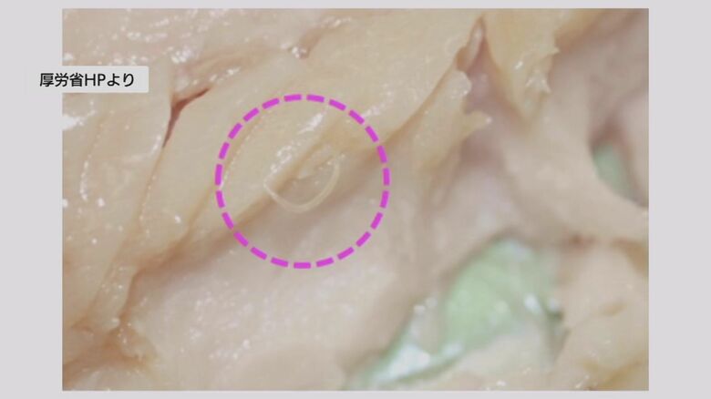 魚に寄生した「アニサキス」