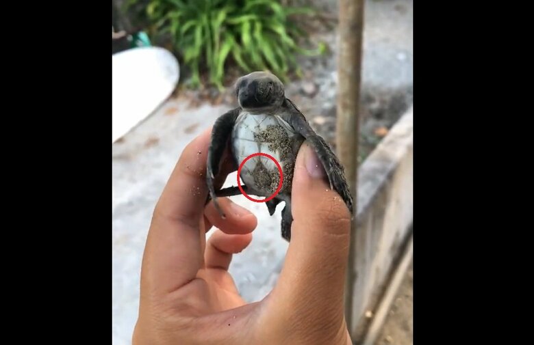 赤い丸で囲まれているのが、隠したかった「卵黄」部分（出典：PIP@小笠原海洋センター公式 @mt_seaturtle）