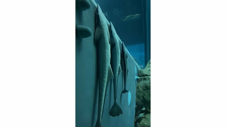 落ち着く場所という理由で集まっている（提供：大阪 海遊館）