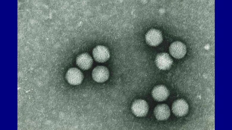 提供 札幌市衛生研究所