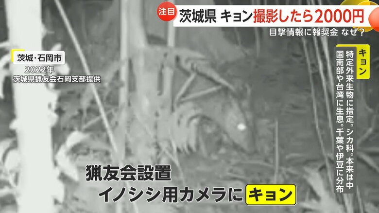 石岡市では2022年にイノシシ用カメラにキョンが映り込んでいた