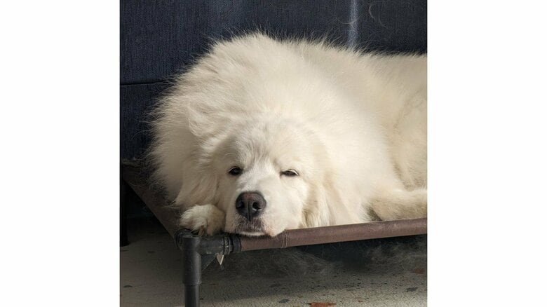 眠そうな陸ちゃん