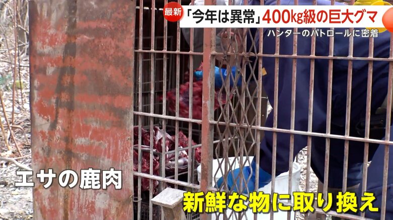 巨大グマの捕獲にむけ新鮮なものに取り替えていたエサとなる鹿の肉